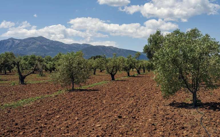 Potatura come opportunità di raccolta